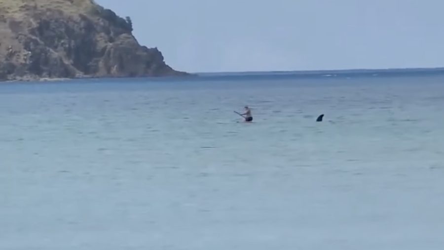 'Terrifying!' paddle boarder's close encounter with playful orca, near Great Barrier Island, NZ. Photo / Abigail Florence