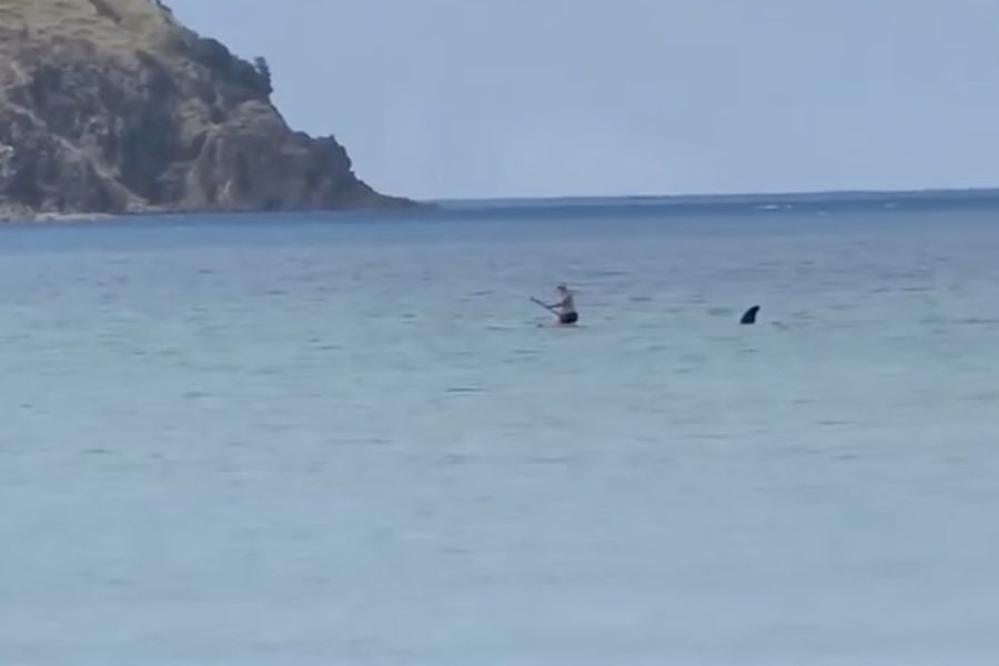 'Terrifying!' paddle boarder's close encounter with playful orca, near Great Barrier Island, NZ. Photo / Abigail Florence