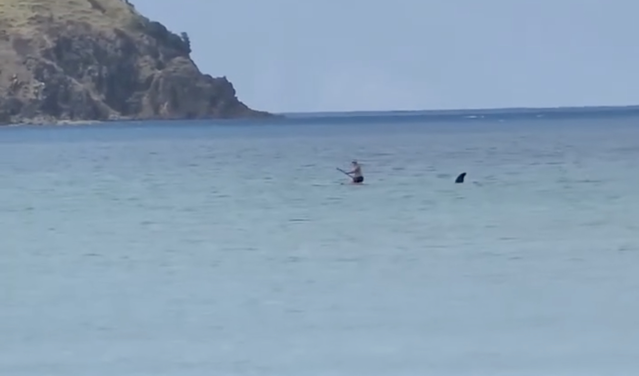 'Terrifying!' paddle boarder's close encounter with playful orca, near Great Barrier Island, NZ. Photo / Abigail Florence
