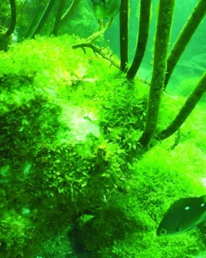 This bright-green invasive caulerpa seaweed is smothering the delicate marine ecosystem on Great Barrier Island. Photo / Glenn Edney