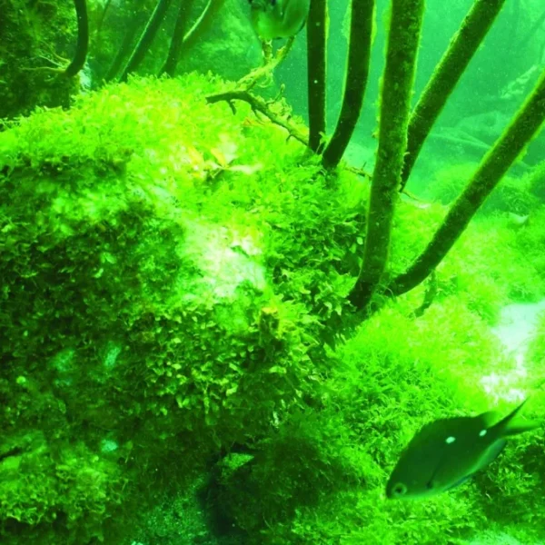 This bright-green invasive caulerpa seaweed is smothering the delicate marine ecosystem on Great Barrier Island. Photo / Glenn Edney