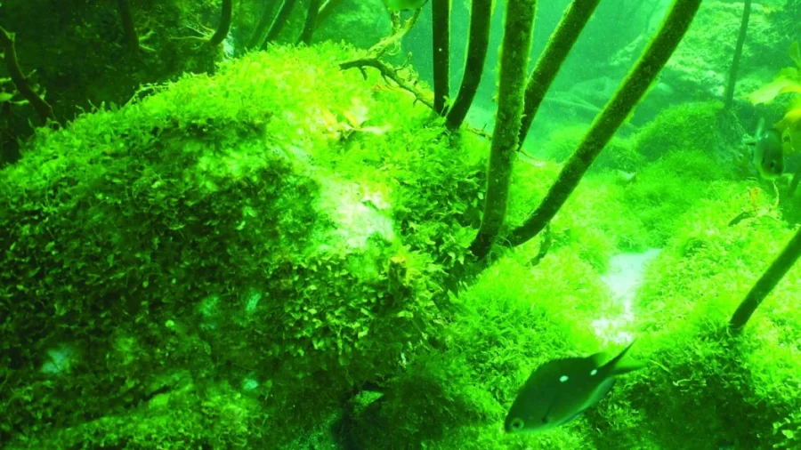 This bright-green invasive caulerpa seaweed is smothering the delicate marine ecosystem on Great Barrier Island. Photo / Glenn Edney