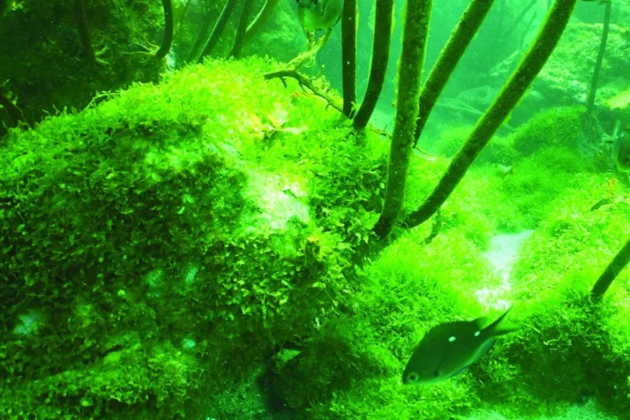 This bright-green invasive caulerpa seaweed is smothering the delicate marine ecosystem on Great Barrier Island. Photo / Glenn Edney