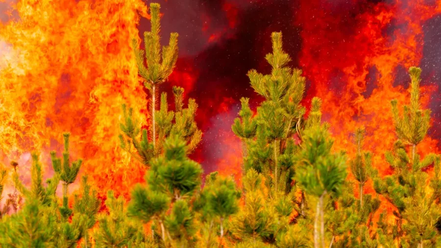 Wildfire researchers at Scion say fire conditions are worsening and there are more extreme fire days each year. Photo / Scion via RNZ