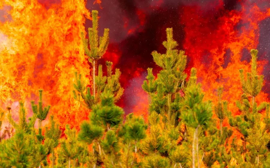 Wildfire researchers at Scion say fire conditions are worsening and there are more extreme fire days each year. Photo / Scion via RNZ