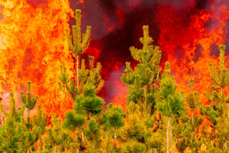 Wildfire researchers at Scion say fire conditions are worsening and there are more extreme fire days each year. Photo / Scion via RNZ