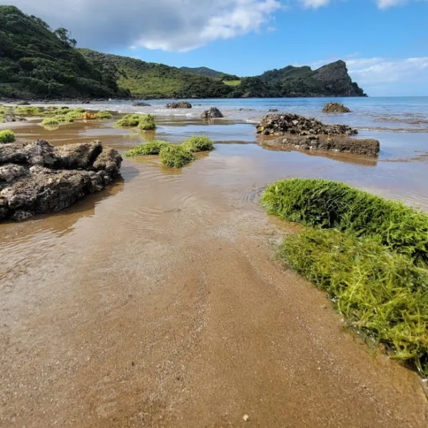 More than 100 tonnes of caulerpa washed up in this Great Barrier Island Bay after Cyclone Gabrielle. Photo / Sid Ware / Ministry for Primary Industries