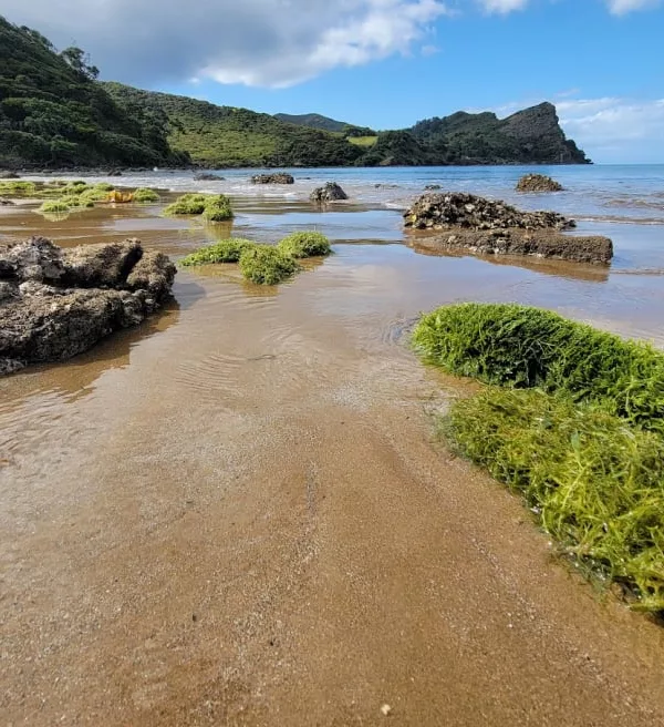 More than 100 tonnes of caulerpa washed up in this Great Barrier Island Bay after Cyclone Gabrielle. Photo / Sid Ware / Ministry for Primary Industries