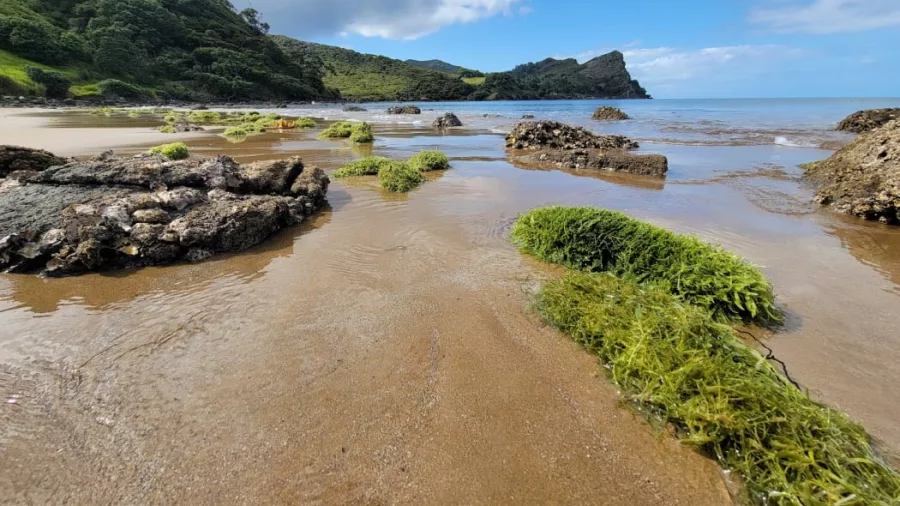 More than 100 tonnes of caulerpa washed up in this Great Barrier Island Bay after Cyclone Gabrielle. Photo / Sid Ware / Ministry for Primary Industries