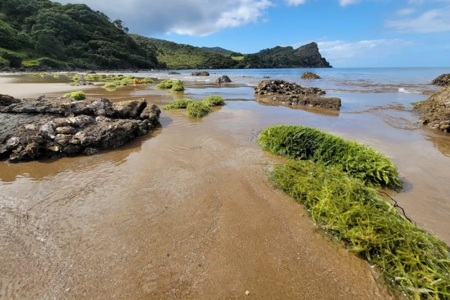 More than 100 tonnes of caulerpa washed up in this Great Barrier Island Bay after Cyclone Gabrielle. Photo / Sid Ware / Ministry for Primary Industries