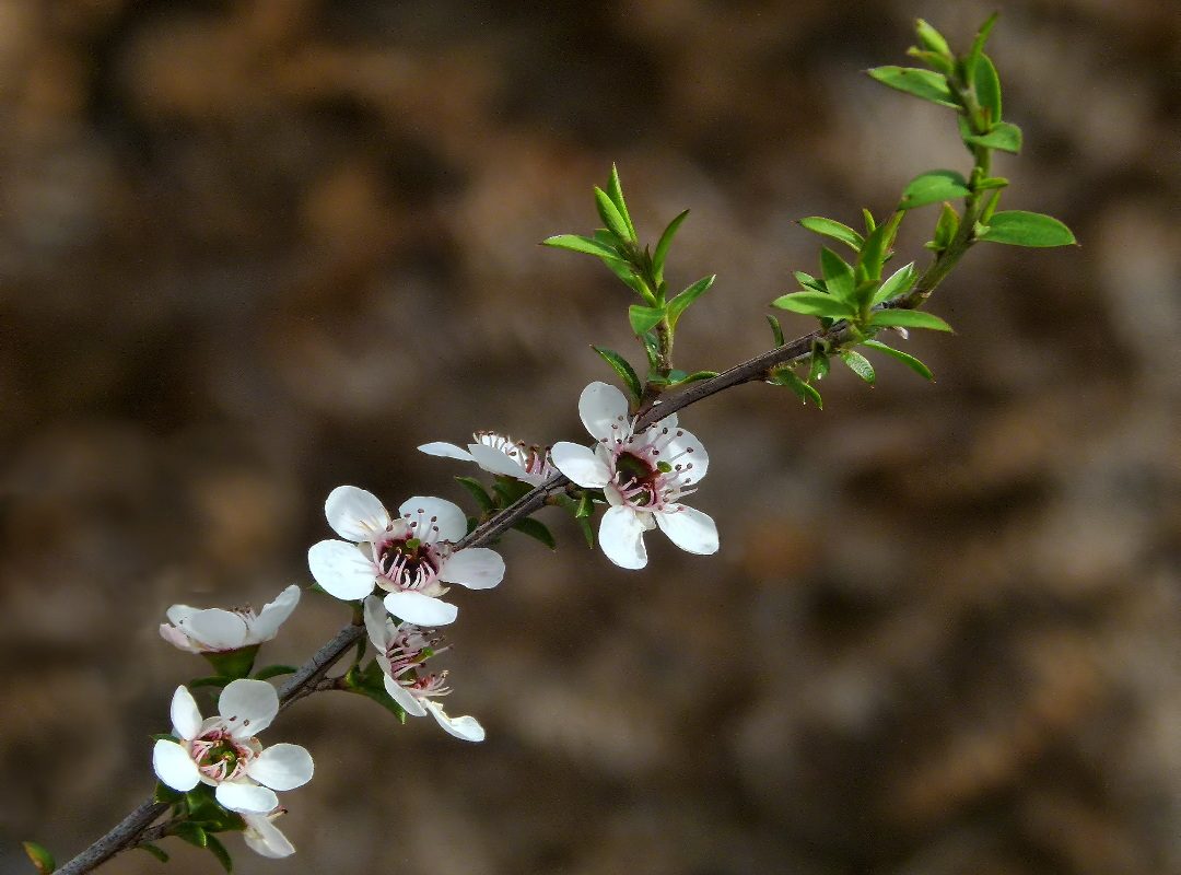 Mānuka or Tea Tree. Photo / Sid Mosdell / Creative Commons