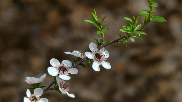 Mānuka or Tea Tree. Photo / Sid Mosdell / Creative Commons