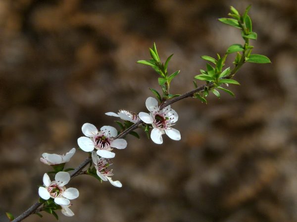 Mānuka or Tea Tree. Photo / Sid Mosdell / Creative Commons