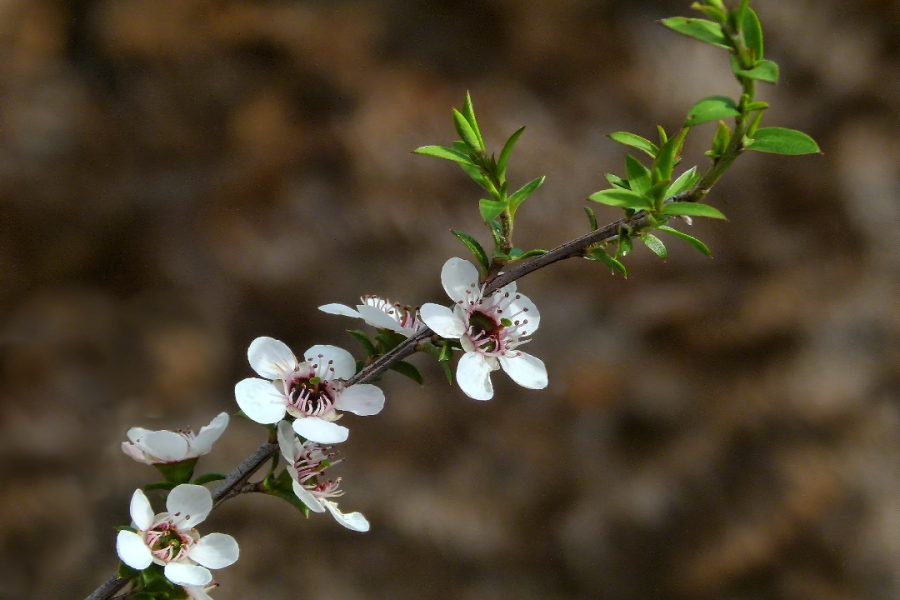 Mānuka or Tea Tree. Photo / Sid Mosdell / Creative Commons