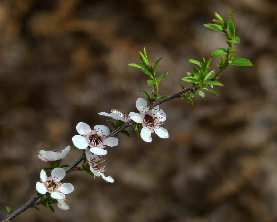 Mānuka or Tea Tree. Photo / Sid Mosdell / Creative Commons