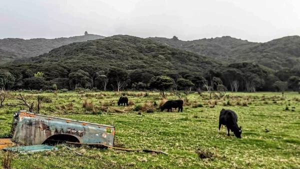 For many residents and visitors to Aotea Great Barrier Island, the scattered remnants of old Landrovers are a nostalgic nod to a bygone era.