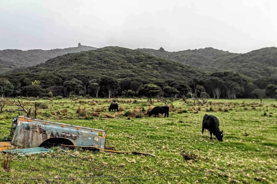 For many residents and visitors to Aotea Great Barrier Island, the scattered remnants of old Landrovers are a nostalgic nod to a bygone era.