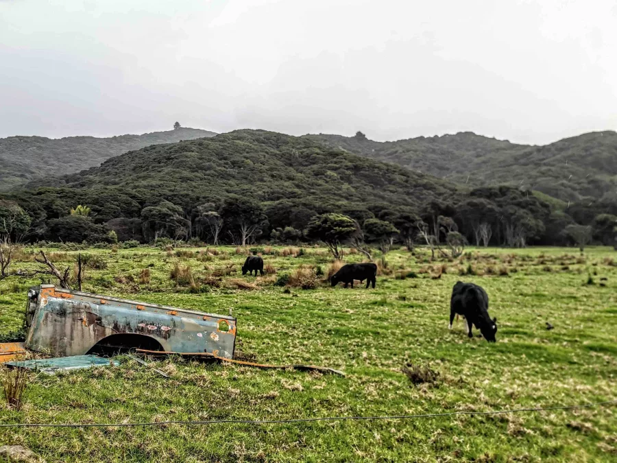 For many residents and visitors to Aotea Great Barrier Island, the scattered remnants of old Landrovers are a nostalgic nod to a bygone era.