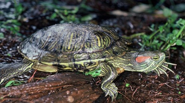 Female Red-Eared Slider Turtles are usually a little larger than males. Photo / Rod Morris, Department of Conservation Te Papa Atawhai (1986)