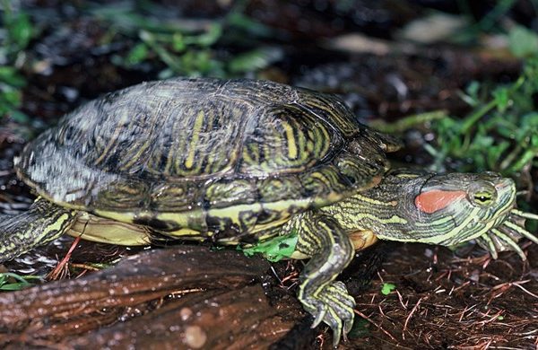 Female Red-Eared Slider Turtles are usually a little larger than males. Photo / Rod Morris, Department of Conservation Te Papa Atawhai (1986)