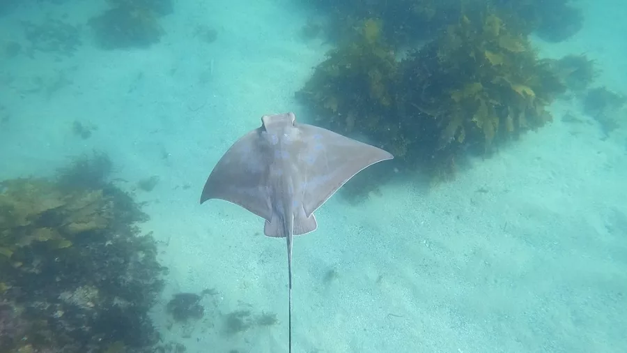 Eagle ray, Cabbage Tree Bay. Photo / Lachlan Macnaughtan