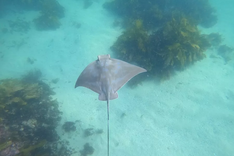 Eagle ray, Cabbage Tree Bay. Photo / Lachlan Macnaughtan