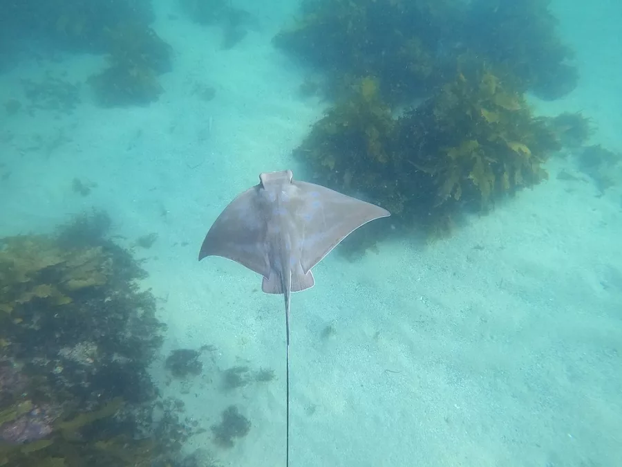 Eagle ray, Cabbage Tree Bay. Photo / Lachlan Macnaughtan