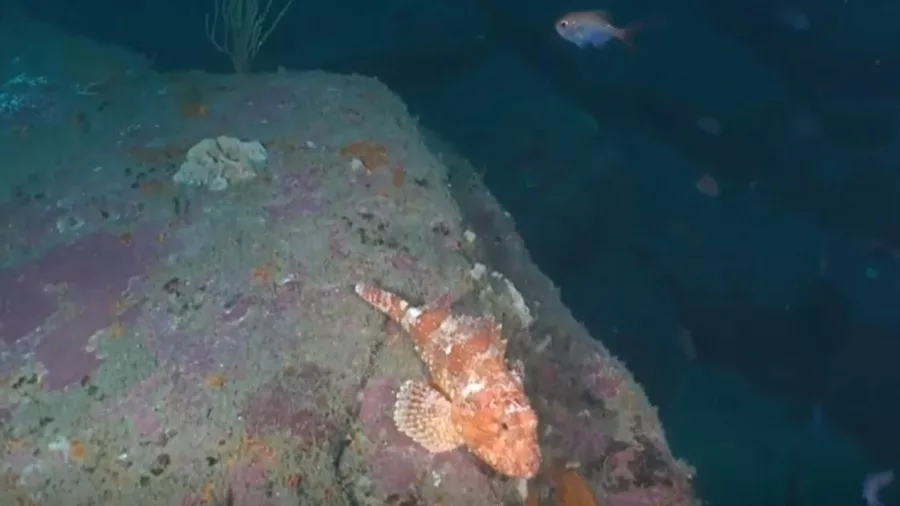 Scientists have discovered never-before-seen deep reefs in the Hauraki Gulf. Photo / DoC / Supplied