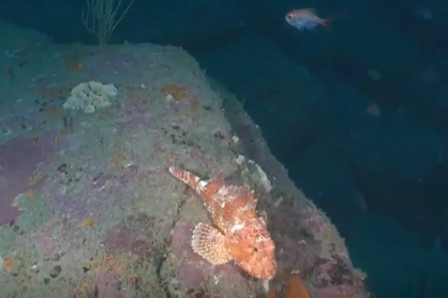 Scientists have discovered never-before-seen deep reefs in the Hauraki Gulf. Photo / DoC / Supplied