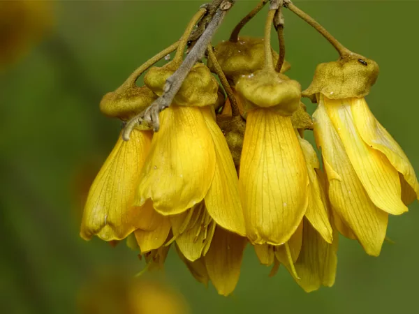 Despite having no official basis, the Kowhai flower is commonly considered the National flower of New Zealand. Sophora microphylla is a spectacular, semi-evergreen, spreading tree, particularly in spring when it bursts into deep yellow flower. Observed on the shores of Lake Te Anau, New Zealand. Photo / Alan Vernon
