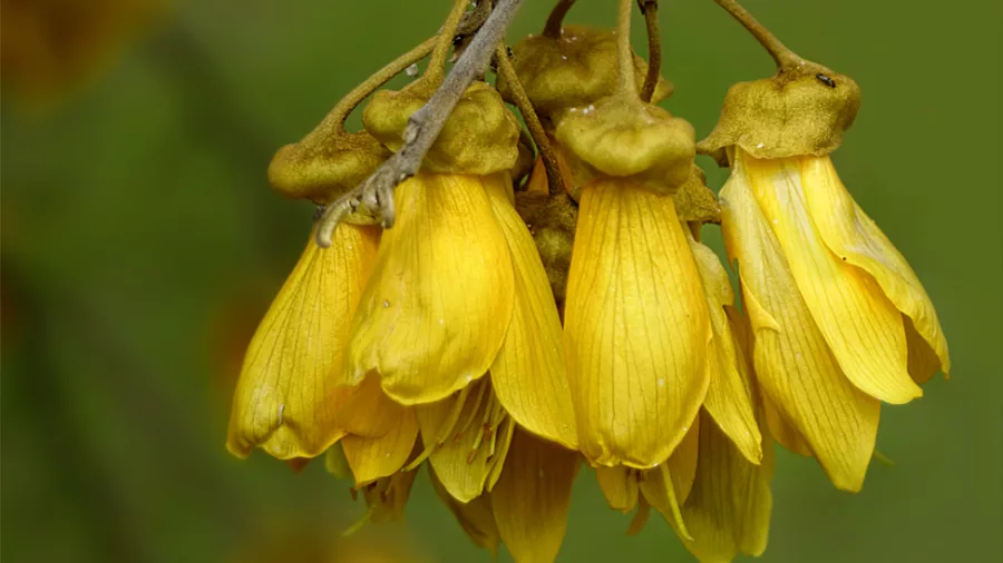 Despite having no official basis, the Kowhai flower is commonly considered the National flower of New Zealand. Sophora microphylla is a spectacular, semi-evergreen, spreading tree, particularly in spring when it bursts into deep yellow flower. Observed on the shores of Lake Te Anau, New Zealand. Photo / Alan Vernon