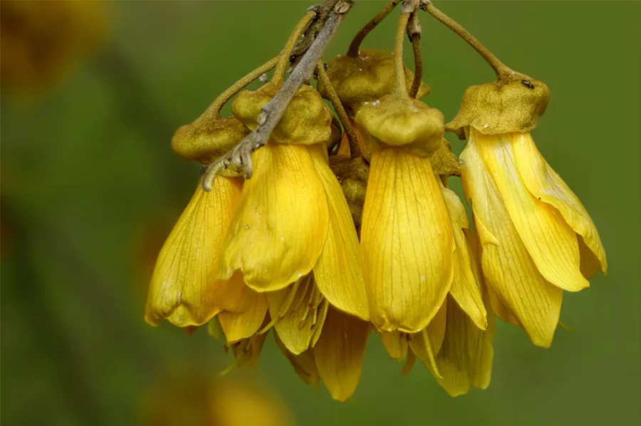 Despite having no official basis, the Kowhai flower is commonly considered the National flower of New Zealand. Sophora microphylla is a spectacular, semi-evergreen, spreading tree, particularly in spring when it bursts into deep yellow flower. Observed on the shores of Lake Te Anau, New Zealand. Photo / Alan Vernon