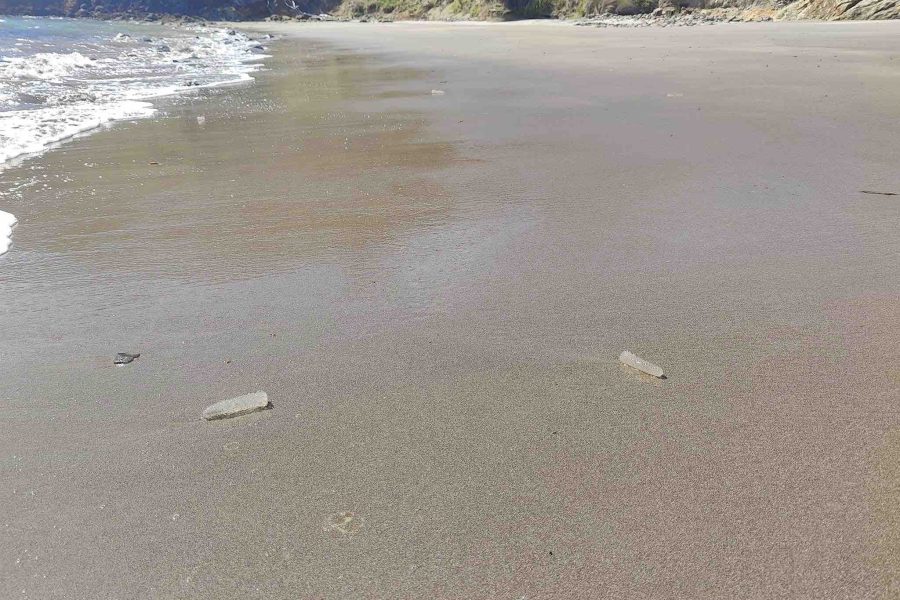 A curious congregation: Pyrosomes, the luminescent sea pickles of Boulder Bay, reveal the marvels of marine life on Great Barrier Island's shores. Photo / Richard Wallace