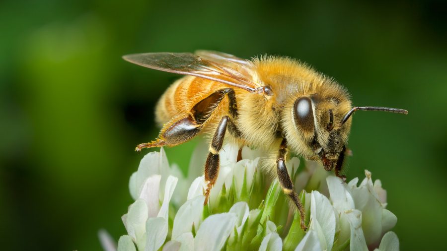 Buzz Off, Summer: NZ's Insects Are Autumn-Bound, and Your Garden's Their Haven. Photo / Andy Murray