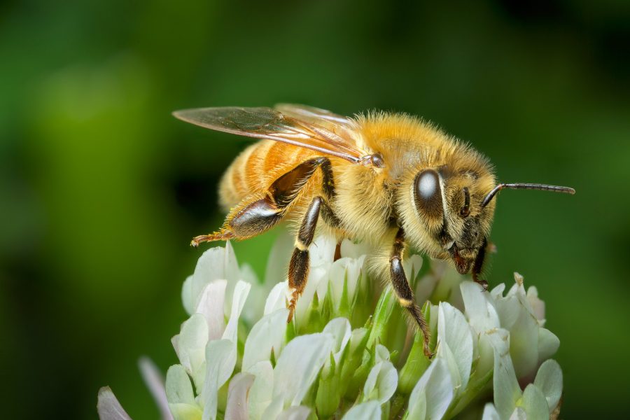 Buzz Off, Summer: NZ's Insects Are Autumn-Bound, and Your Garden's Their Haven. Photo / Andy Murray