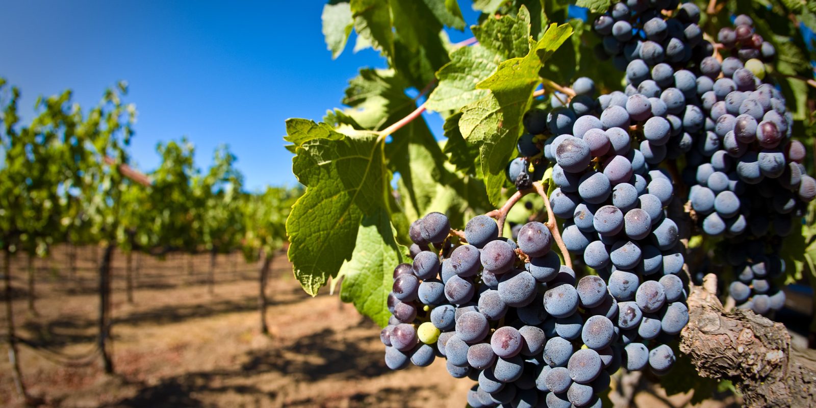Grapes on a vine. Photo / Matt Maier