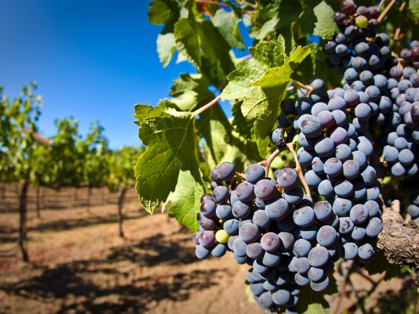 Grapes on a vine. Photo / Matt Maier