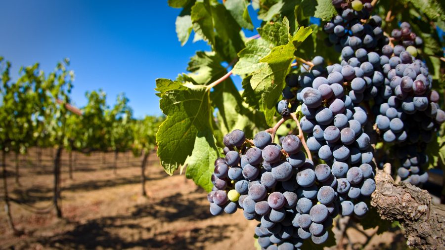 Grapes on a vine. Photo / Matt Maier