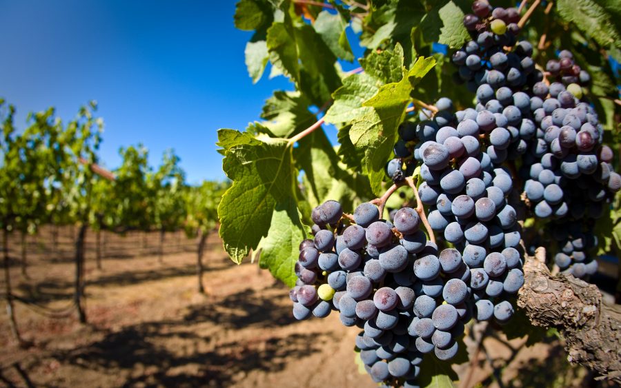 Grapes on a vine. Photo / Matt Maier