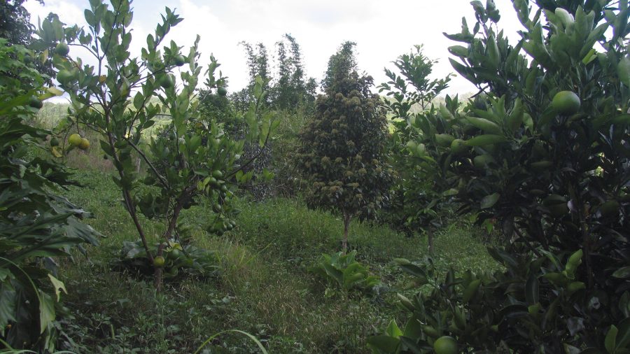 Nature's Bounty: A Lush Edible Garden Flourishes Under a Canopy of Citrus Trees. Photo / Milkwood