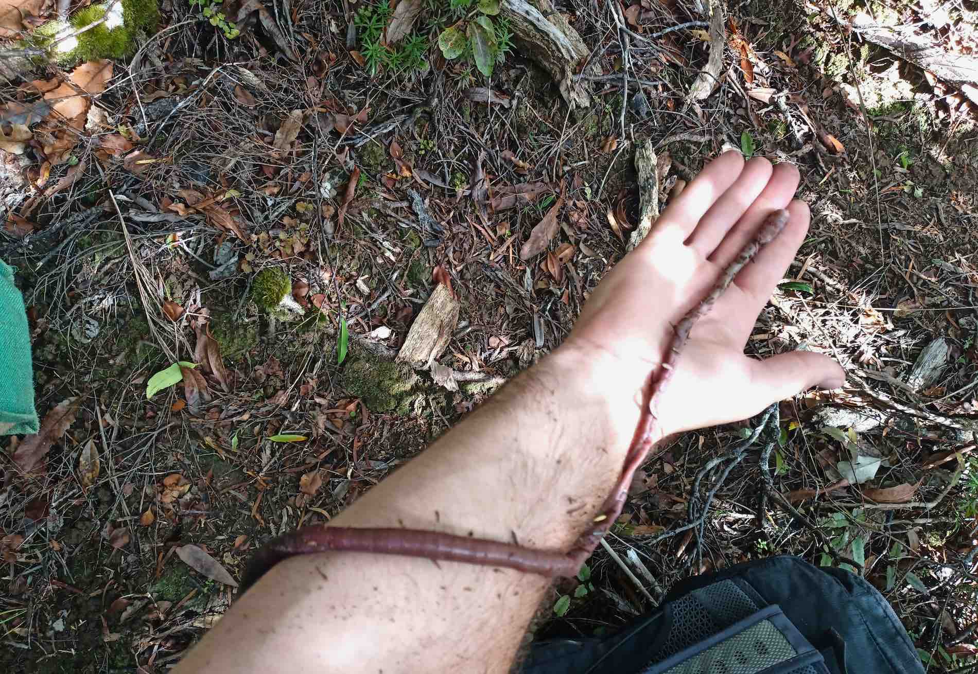 The Elusive Giant Worm of Great Barrier Island Captured in Its Natural Habitat. Photo / Supplied