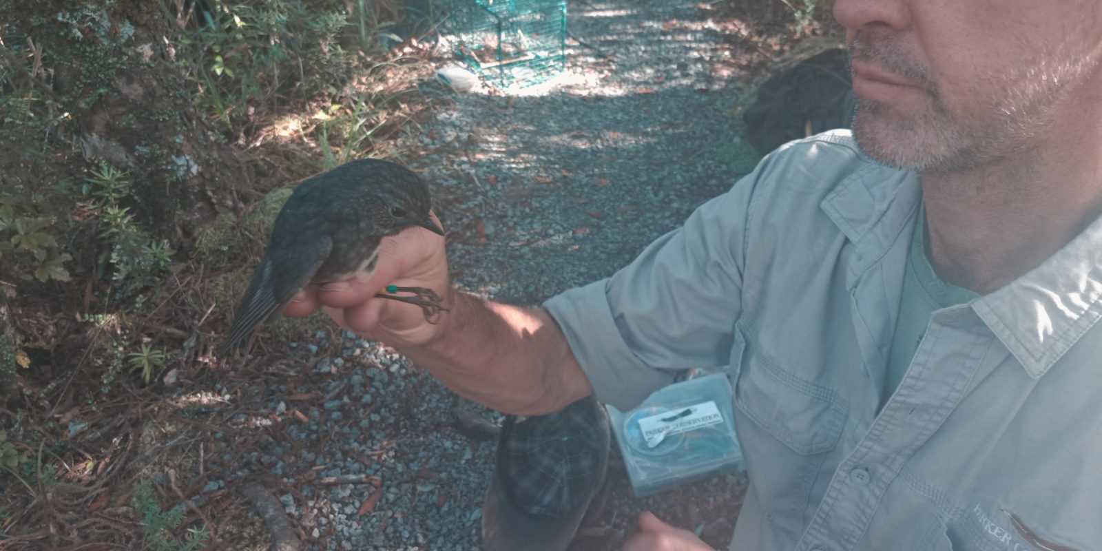 Kevin Parker Engages in the Delicate Task of Banding a North Island Robin. Photo / Supplied