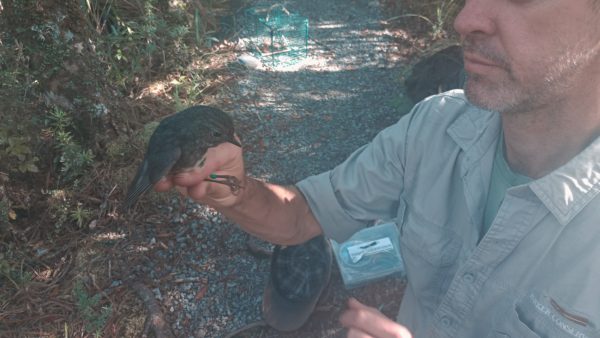 Kevin Parker Engages in the Delicate Task of Banding a North Island Robin. Photo / Supplied