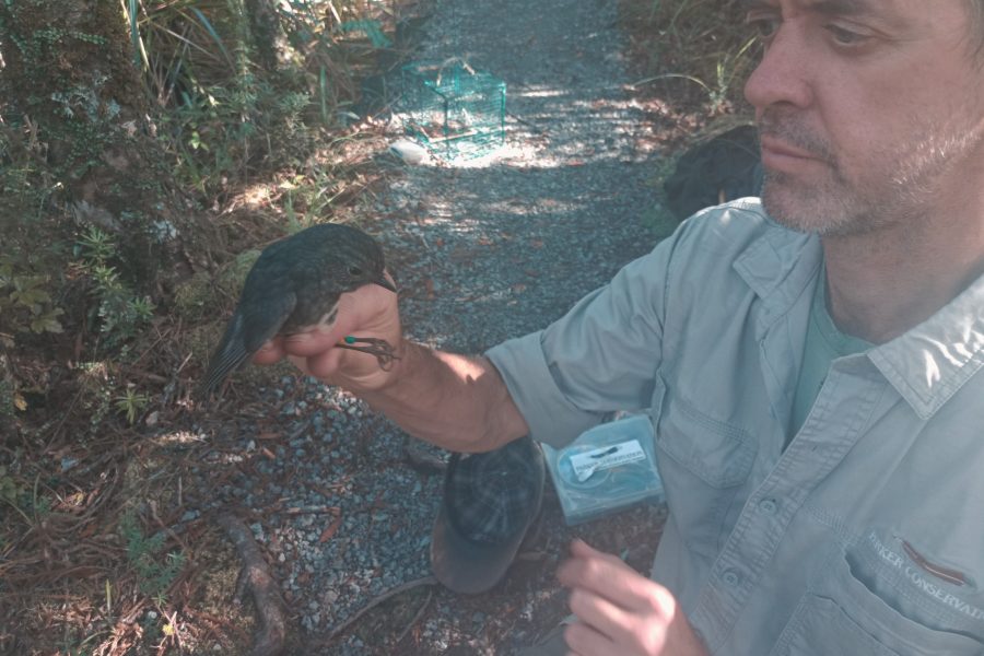 Kevin Parker Engages in the Delicate Task of Banding a North Island Robin. Photo / Supplied