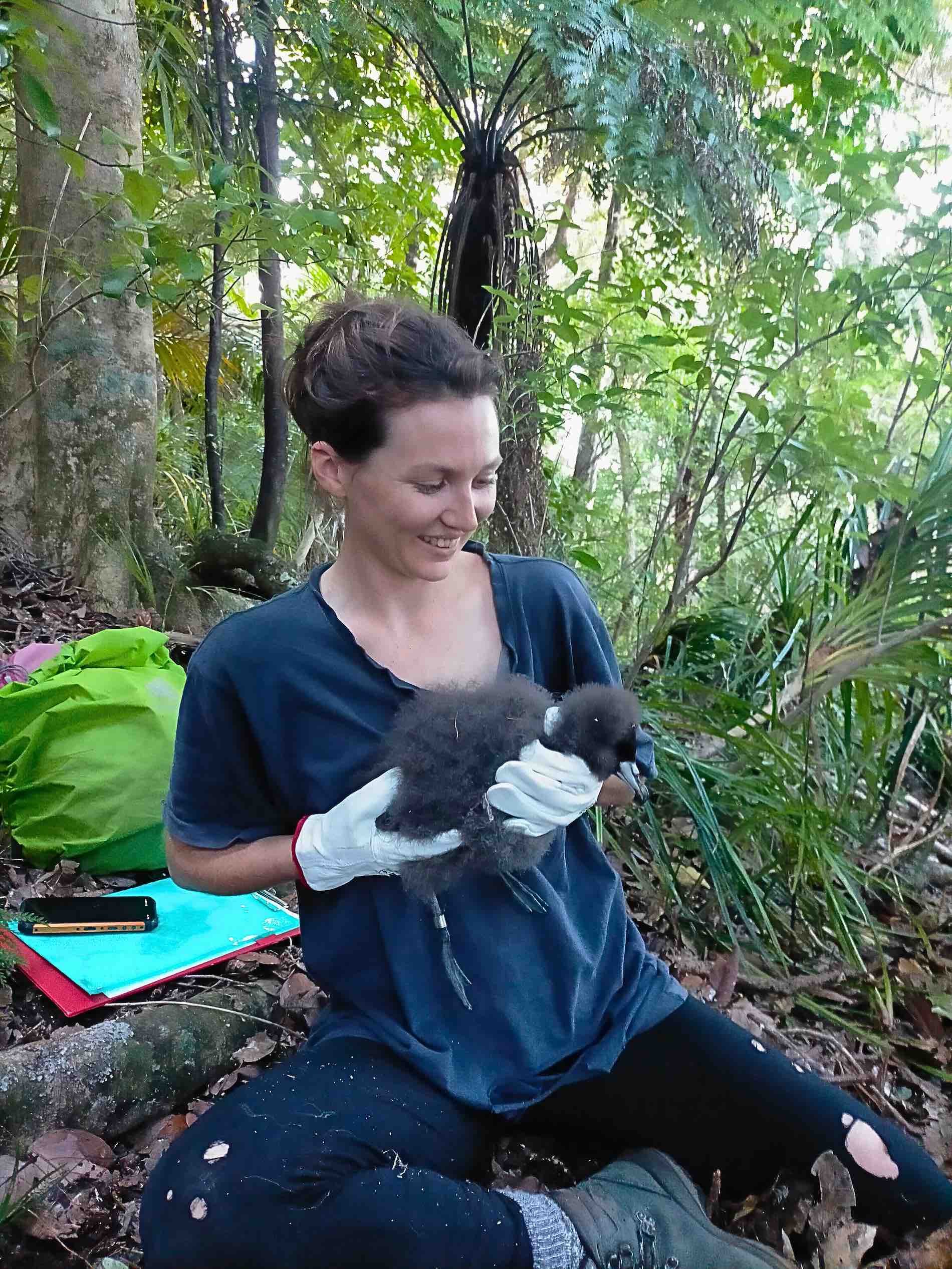 Maxine Barrowman Gently Handles a Black Petrel Chick amid the Windy Hill Sanctuary Monitoring Programme. Photo / Supplied