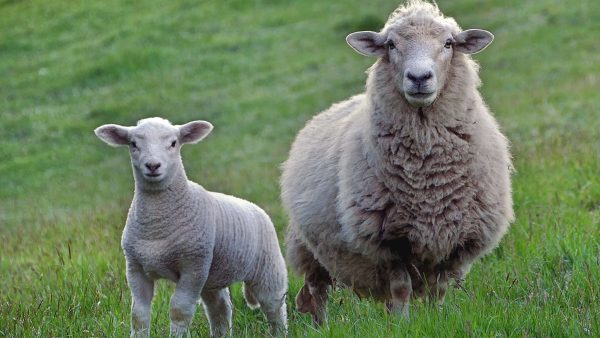 Grazing into the Future: Alternative Proteins Could Reshape New Zealand's Landscape. Photo / Bernard Spragg / CC