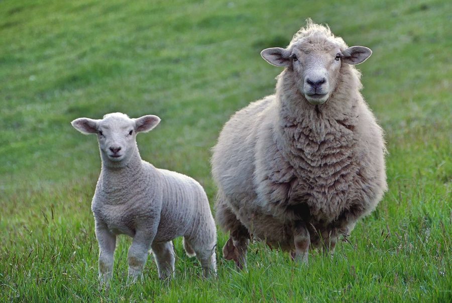 Grazing into the Future: Alternative Proteins Could Reshape New Zealand's Landscape. Photo / Bernard Spragg / CC