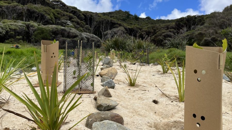 Okupu Native Plants Thrive in Battle Against Kikuyu. Photo / AGBILB