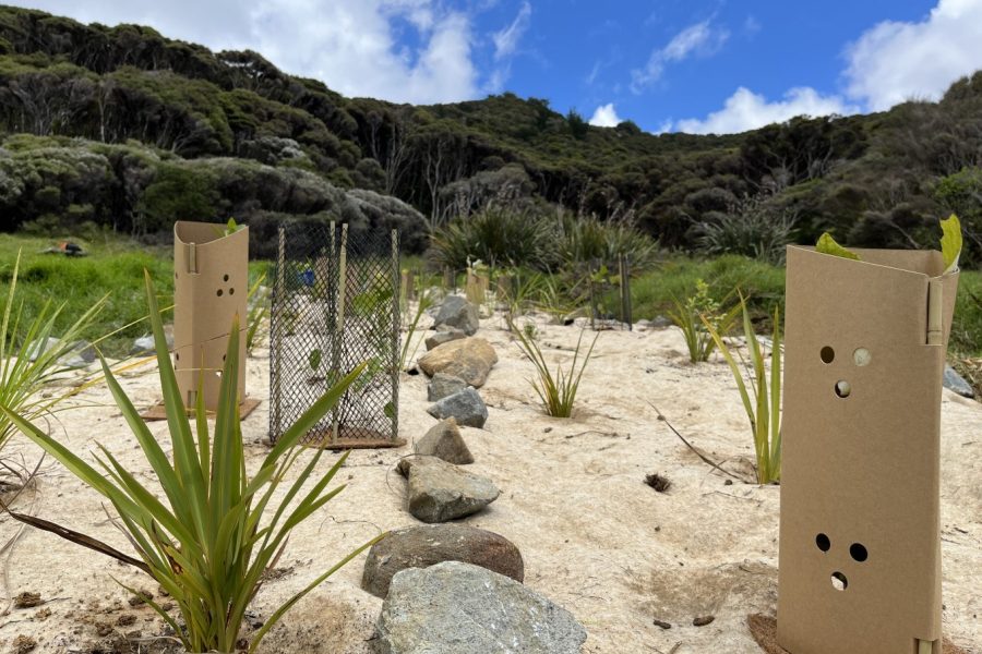 Okupu Native Plants Thrive in Battle Against Kikuyu. Photo / AGBILB