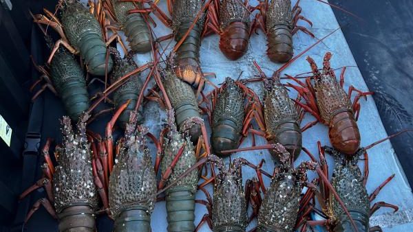 Boaties caught red-handed: Police seized 21 Packhorse Crayfish, some undersized, from an 8.8m vessel off Great Barrier Island. Photo / NZ Police